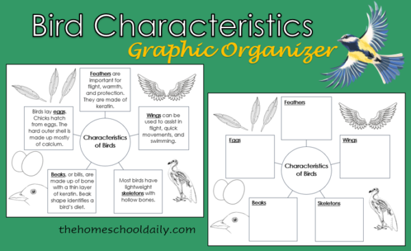 Bird Unit Study - The Homeschool Daily