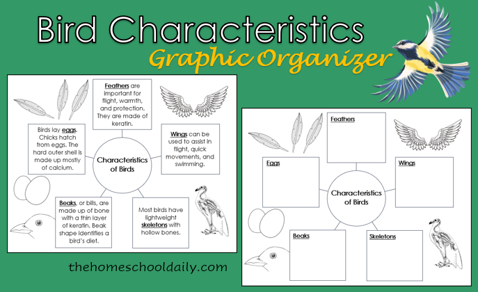 Bird Unit Study The Homeschool Daily