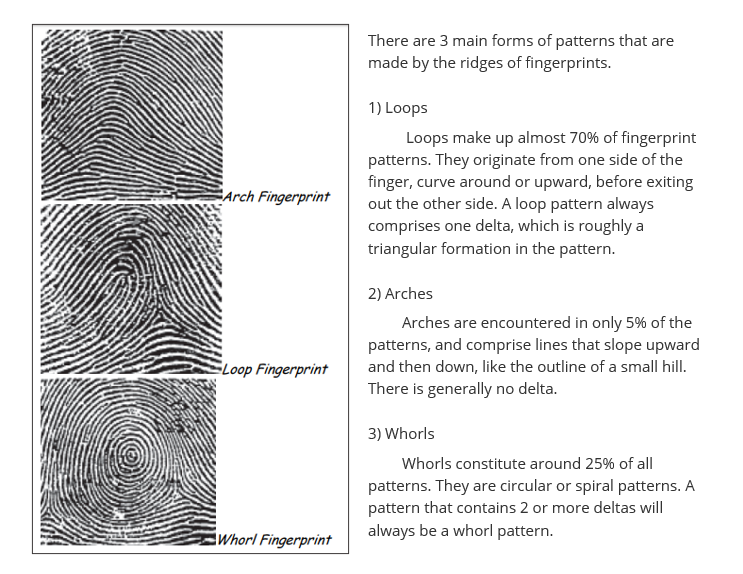 Fingerprint Identification Worksheet Worksheets For Kindergarten