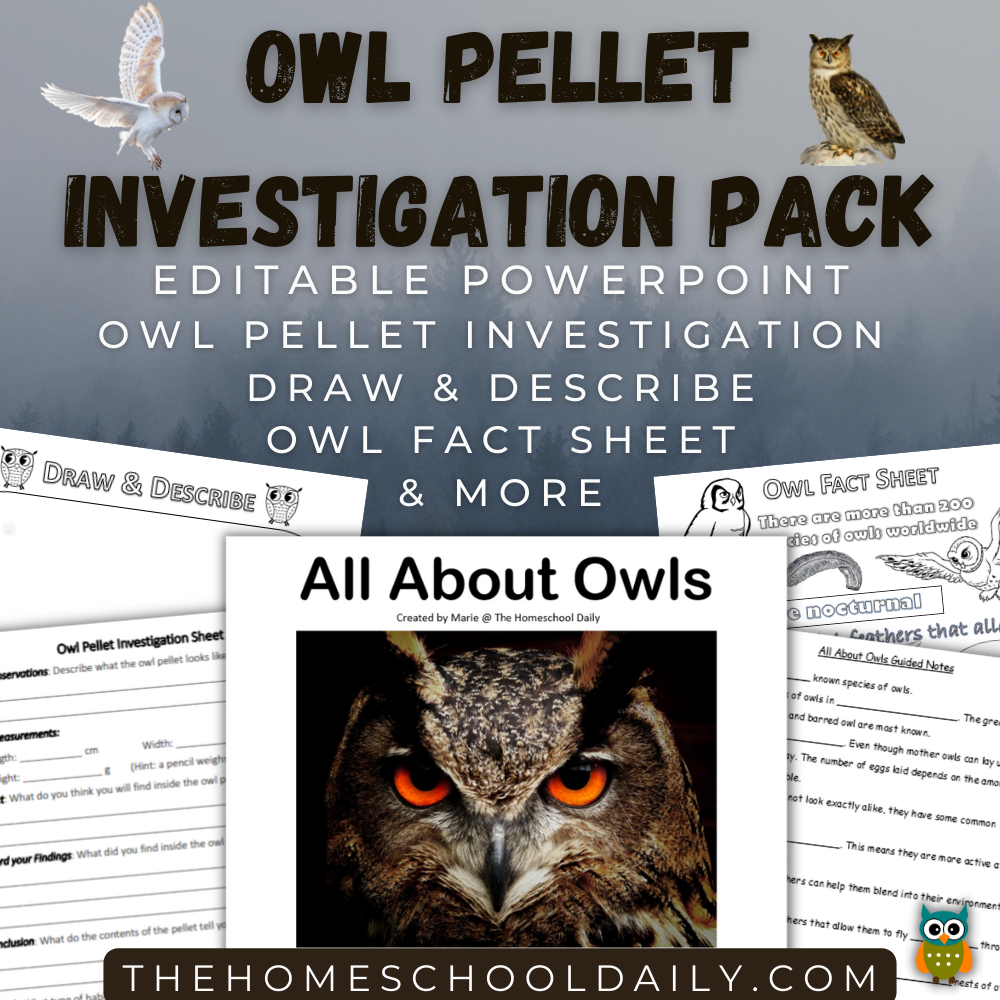 How to do your own Owl Pellet Dissection {Printable Included} 