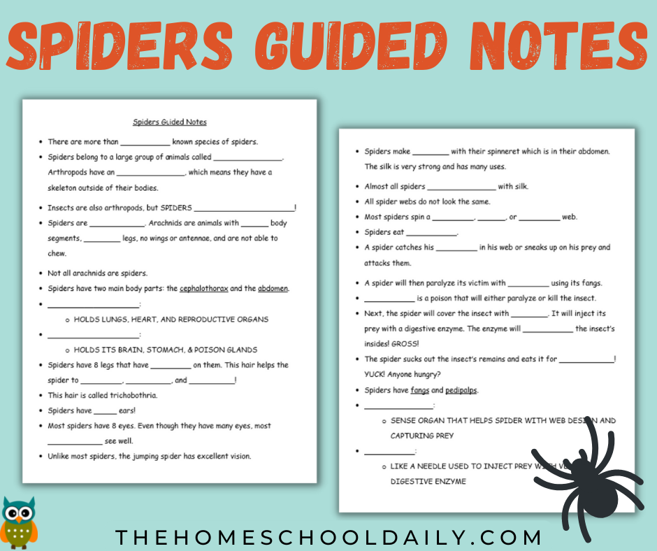 spiders-unit-study-the-homeschool-daily