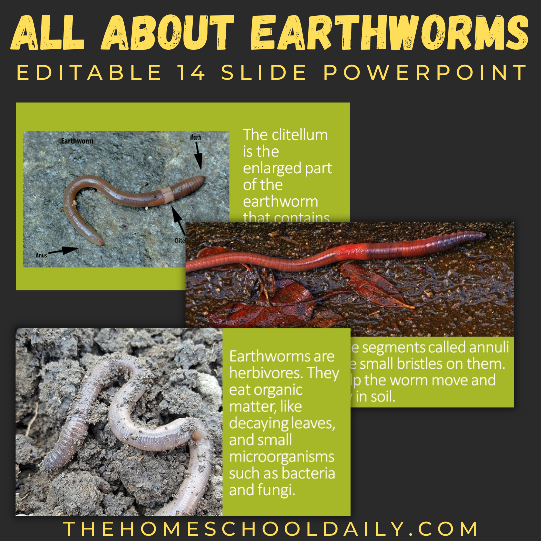 Earthworm Unit Study - The Homeschool Daily