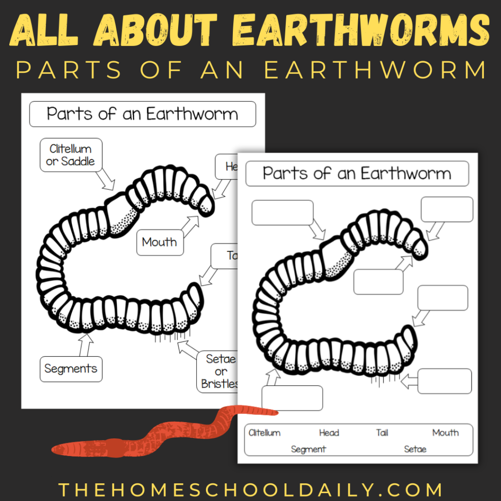 All About Earthworms For Kids - The Homeschool Daily